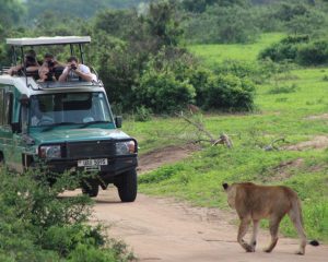 One Day Murchison Falls Safari Tour from Kampala