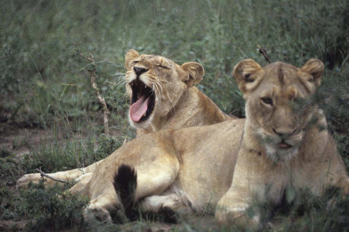 13 Days Wildlife Adventure Trip to the Pearl of Africa