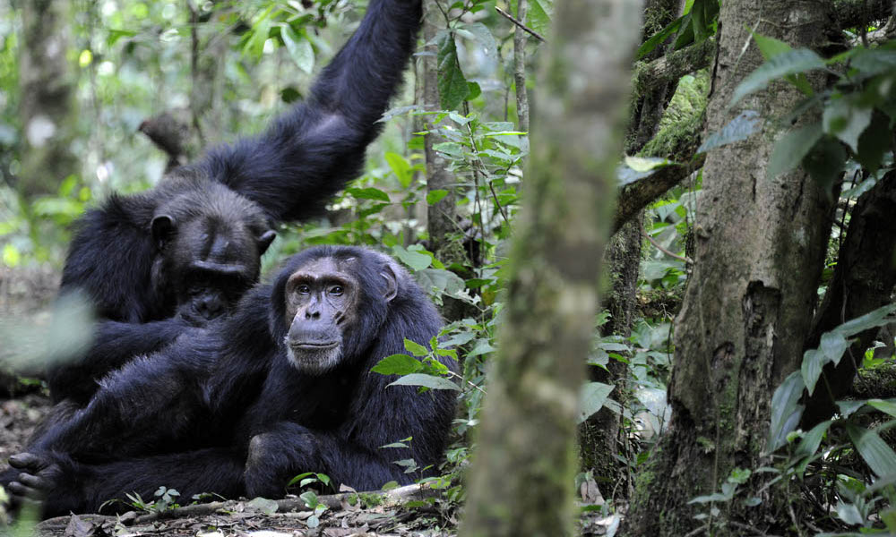 Chimpanzee at Uganda Wildlife Education Center former Entebbe Zoo