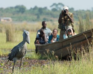 One Day Mabamba Swamp Bird Watching Tour – Shoebill Stork