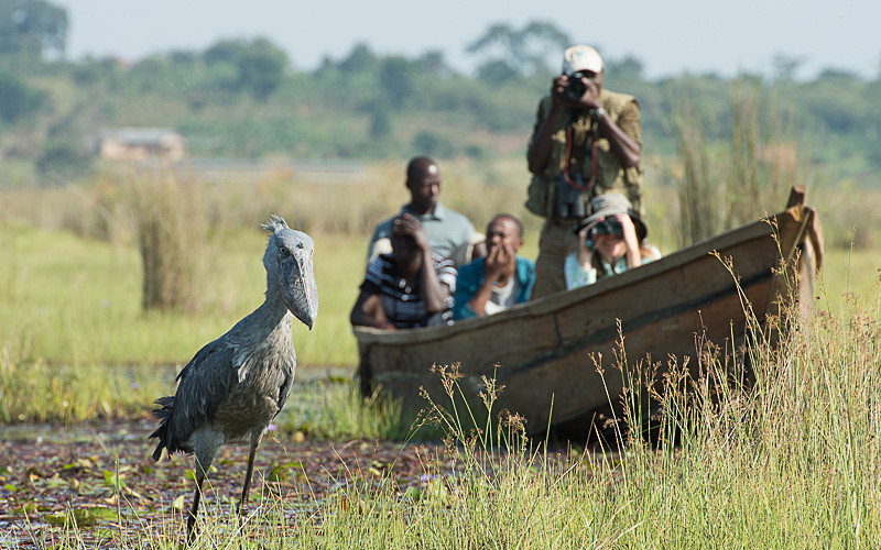 One Day Mabamba Swamp Bird Watching Tour – Shoebill Stork